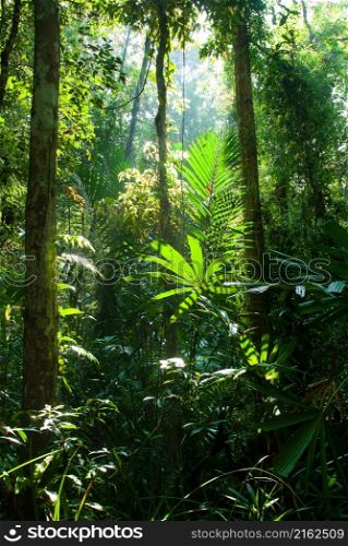 Landscape of pure tropical rainforest at sunrise, green foliage and plants in morning sunlight. Narathiwat, Thailand. Environment, nature concepts.