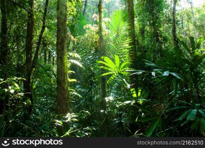 Landscape of pure tropical rainforest at sunrise, green foliage and plants in morning sunlight. Narathiwat, Thailand. Environment, nature concepts.