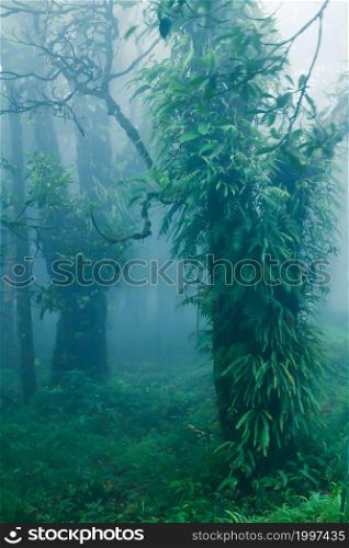 Landscape of pure tropical rainforest in rain season. Green tropical plants growing in the trees trunk and branches. Khao Yai National Park, Thailand. Soft focus in the mist.