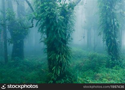 Landscape of pure tropical rainforest in rain season. Green tropical plants growing in the trees trunk and branches. Khao Yai National Park, Thailand. Soft focus in the mist.