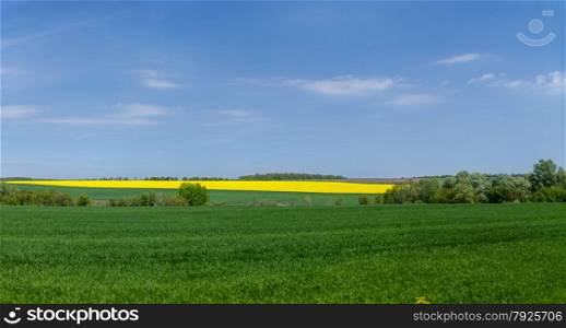 Landscape of rapeseed field and meadows against blue sky