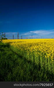 Landscape of rapeseed field at sunny day