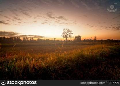Landscape of rice farm field with sunlight in the morning. Harvested rice field and grass flower. Agricultural field. Beauty in nature. Harvested rice field in summer in Thailand. Tropical weather.