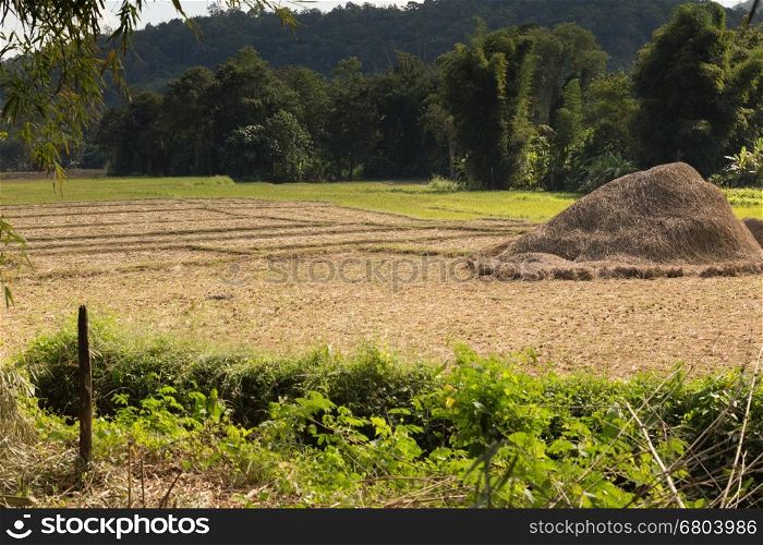 landscape of rice paddy field after harvesting in rural Thailand