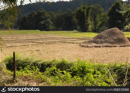 landscape of rice paddy field after harvesting in rural Thailand