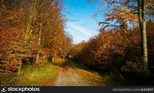 Landscape of road in autumnal forest. Polish nature, autumn season.. Landscape of road in autumnal forest.