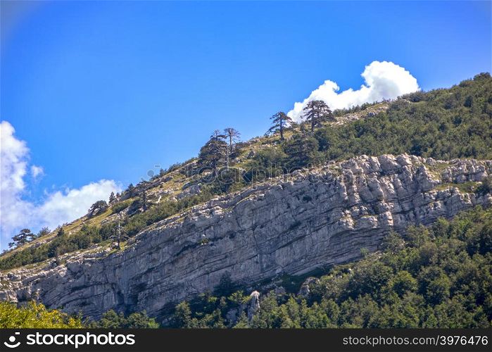 Landscape of Serra di Crispo, with pinus Leucodermis trees, in Pollino national park a wide natural reserve in Basilicata and Calabria, italian regions