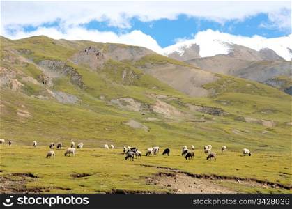 Landscape of sheep on the green meadows of Tibetan highland