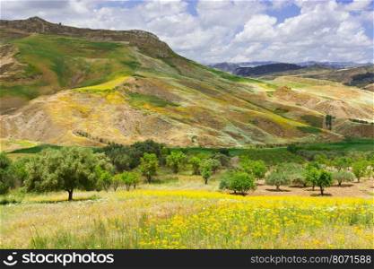 Landscape of Sicily with Olive Trees and Wildflowers