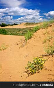 Landscape of Spirit Sands dunes in Spruce Woods Provincial Park, Manitoba, Canada