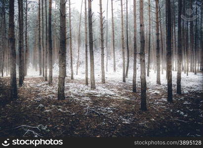 Landscape of spooky winter forest covered by mist