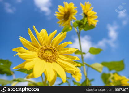 Landscape Of Sunflower fields And blue Sky clouds Background.Sunflower fields landscapes on a bright sunny day with patterns formed in natural background.