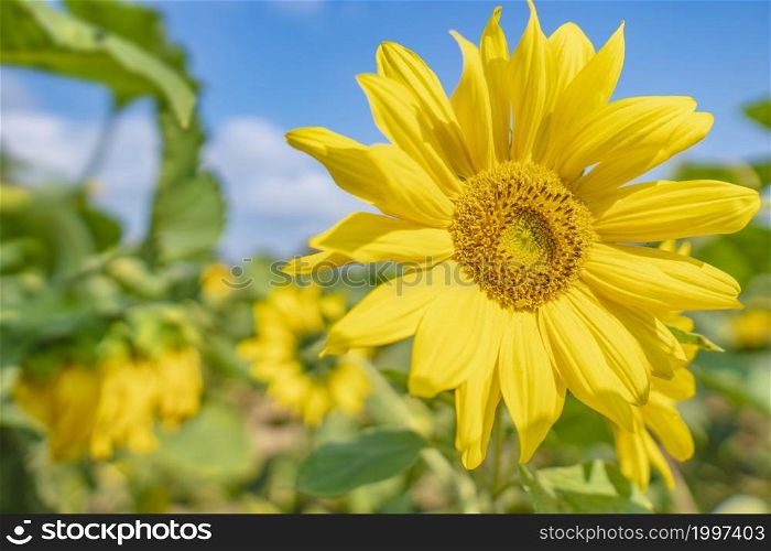 Landscape Of Sunflower fields And blue Sky clouds Background.Sunflower fields landscapes on a bright sunny day with patterns formed in natural background.