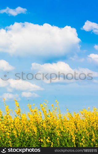 Landscape of sunn hemp yellow flowers fields in full bloom, bright white clouds in the blue sky in the backgrounds. Flowers fields on sunny summer. Relaxation, holiday, vacations. Focus on the sky.