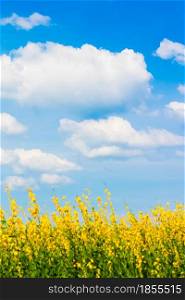 Landscape of sunn hemp yellow flowers fields in full bloom, bright white clouds in the blue sky in the backgrounds. Flowers fields on sunny summer. Relaxation, holiday, vacations. Focus on the sky.