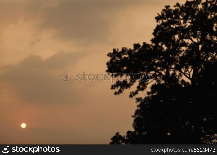 Landscape of sunset by a tree, Shanxi Province, China