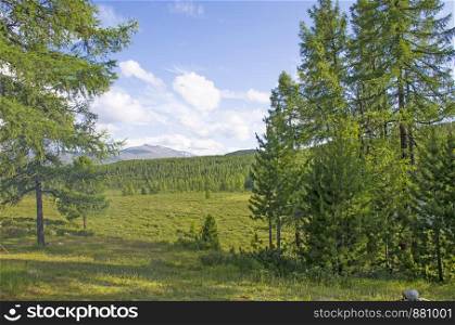 Landscape of taiga against the background of high mountains among lake Altai in Russia