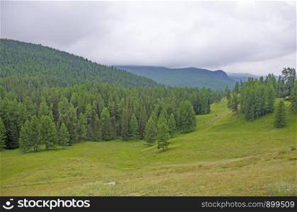 Landscape of taiga in summer among mountains Altai Russia