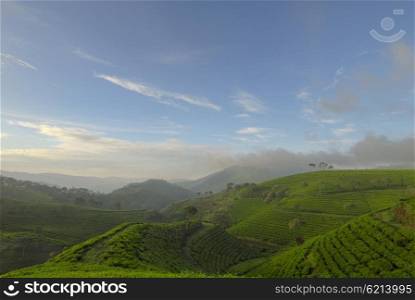 Landscape of tea plantation hills in the morning with blue sky above it