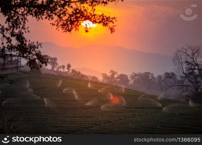 landscape of Tea plantation valley in sunset/sunrise time.
