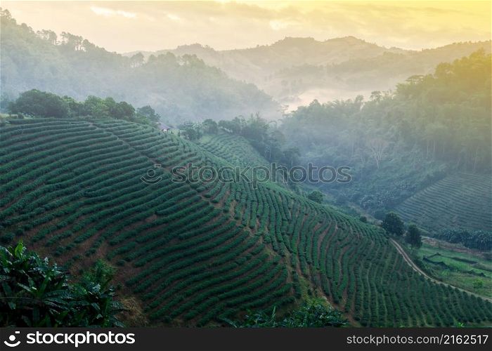 Landscape of tea terraced fields in the morning mist. Tea plantation, agriculture, farming concepts. Doi Mae Salong, Chiang Rai, Thailand.