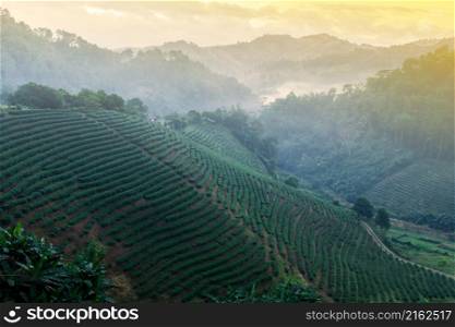 Landscape of tea terraced fields in the morning mist. Tea plantation, agriculture, farming concepts. Doi Mae Salong, Chiang Rai, Thailand.