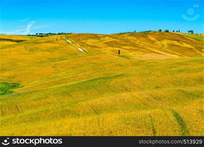 Landscape of the beautiful hilly tuscany field in summer with cultivated area in Valdorcia Italy