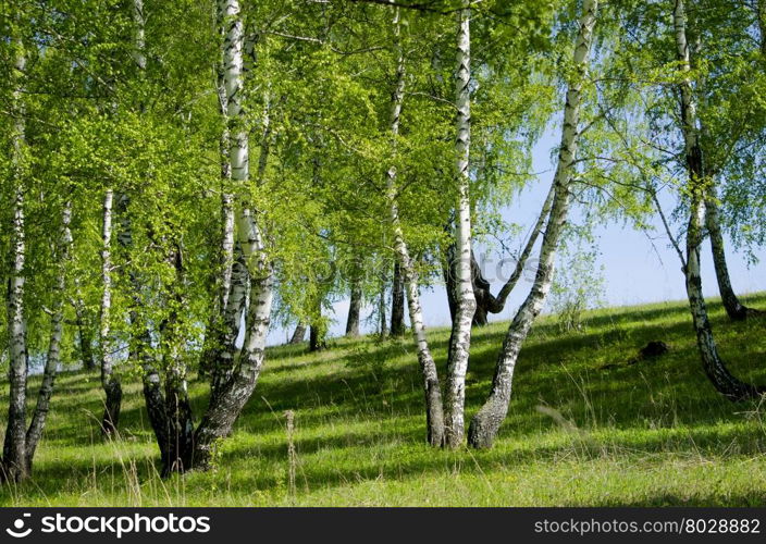 landscape of the birch wood in May