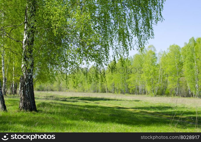 landscape of the birch wood in May