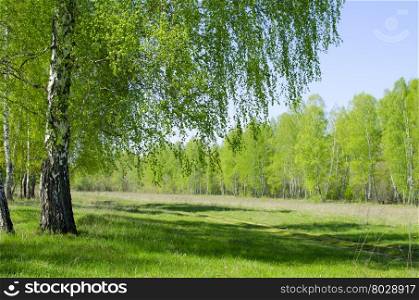 landscape of the birch wood in May