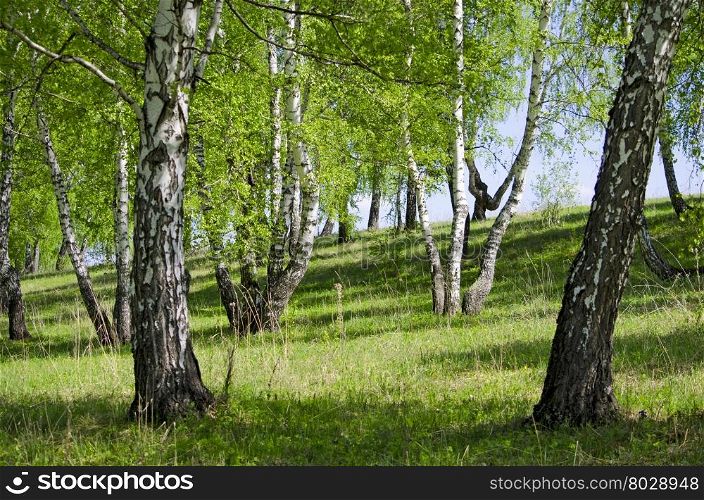 landscape of the birch wood in May