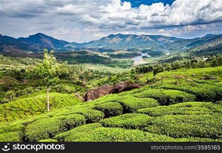 Landscape of the tea plantations in India, Kerala Munnar.