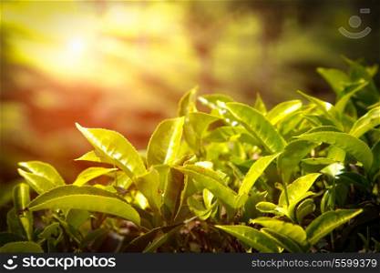 Landscape of the tea plantations in India, Kerala Munnar. Close up of tea leaves.