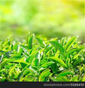 Landscape of the tea plantations in India, Kerala Munnar. Close up of tea leaves.