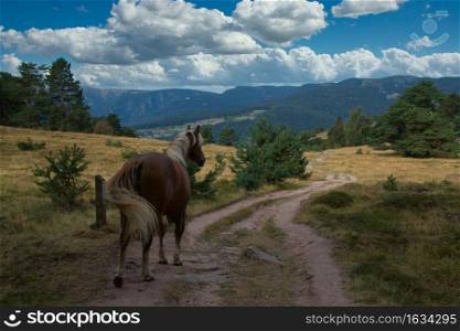 Landscape of the Vosges mountains in France