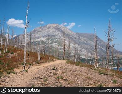 Landscape of the Waterton Lakes National Park with blue sky, Alberta, Canada