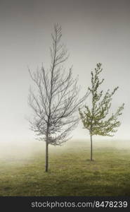 Landscape of trees in the mist, Madeira Island, Portugal