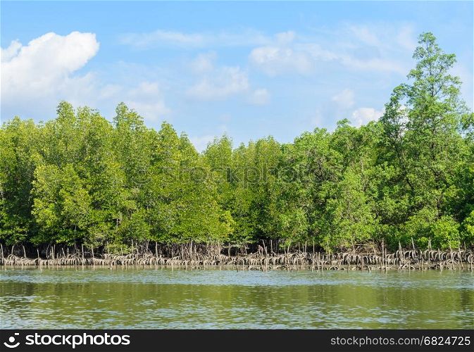 Landscape of tropical mangrove forest and oyster farming in Phang Nga Bay National Park, Thailand. Oyster culture using rubber tyres as cultch.
