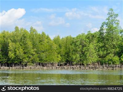 Landscape of tropical mangrove forest and oyster farming in Phang Nga Bay National Park, Thailand. Oyster culture using rubber tyres as cultch.