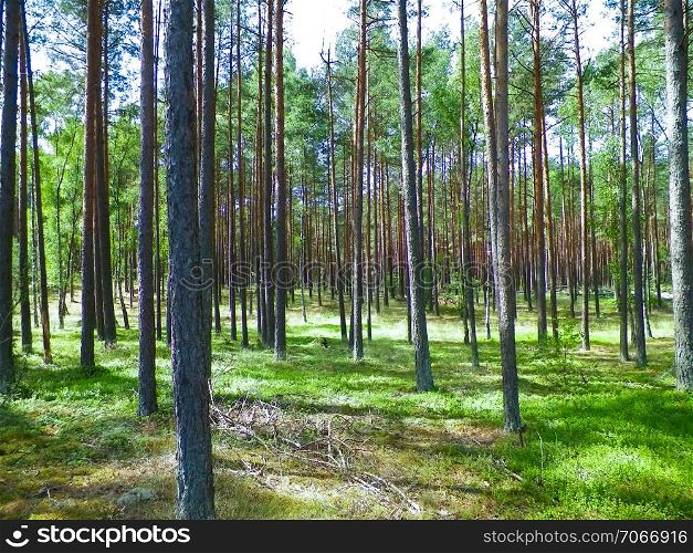 Landscape of Tuchola Forest, South Kashubia, Poland. Summer nature and travel concept.. Landscape of Tuchola Forest, South Kashubia, Poland.
