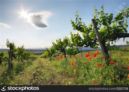 Landscape of vineyard. Nature composition.