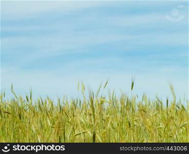 Landscape of wheat field, agriculture and nature background. Summer time, copy space.. Landscape of wheat field, nature background.