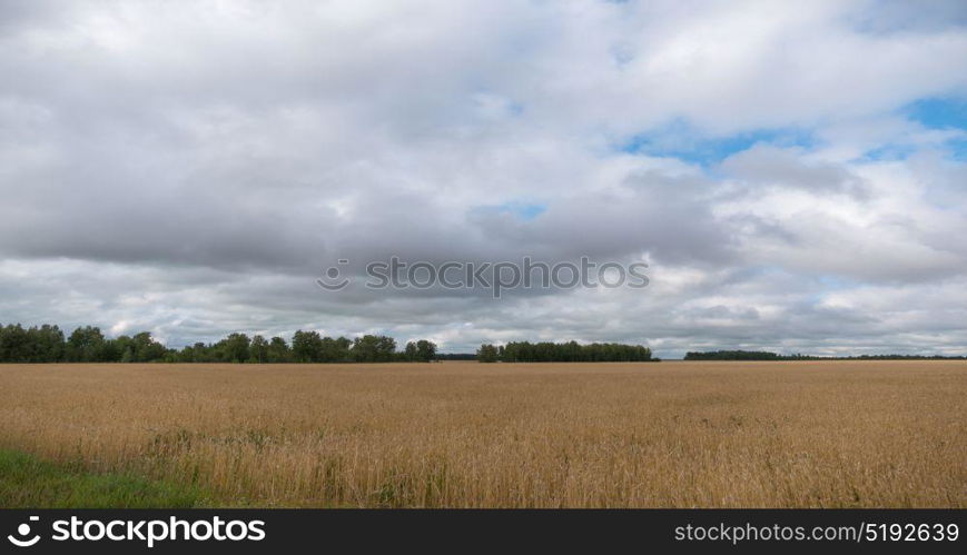 landscape of wheat field at harvest. landscape of wheat field at harvest.