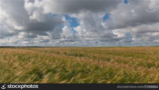 landscape of wheat field at harvest. landscape of wheat field at harvest.