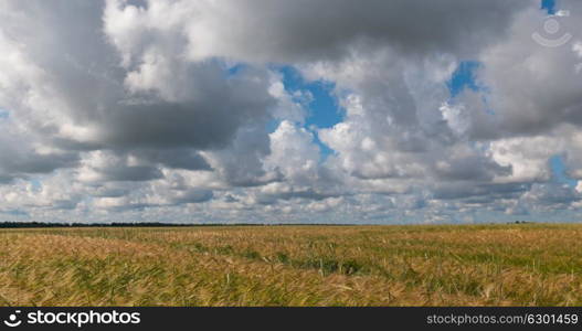 landscape of wheat field at harvest. landscape of wheat field at harvest.