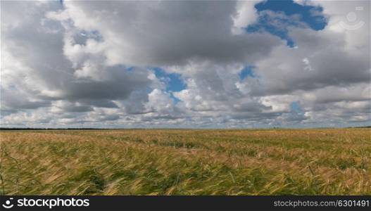 landscape of wheat field at harvest. landscape of wheat field at harvest.