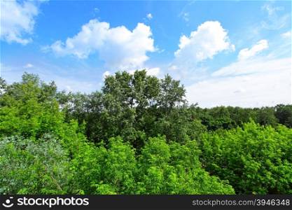 Landscape of wood with blue sky and clouds&#xA;&#xA;