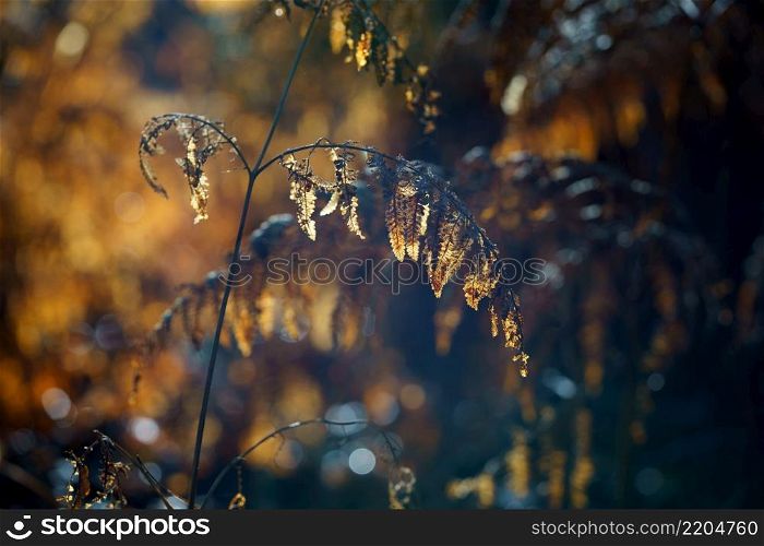Landscape of yellow and orange ferns announcing autumn in France. Nature background, concept background