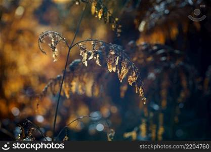 Landscape of yellow and orange ferns announcing autumn in France. Nature background, concept background