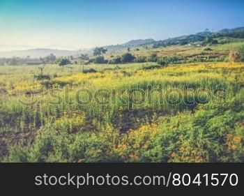 Landscape of yellow flower field in Chiang Mai, Thailand (Vintage filter effect used)